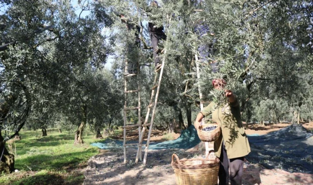 Marmarabirlik zeytin alım fiyatlarını açıkladı... Taban 55 TL, tavan 160 TL!
