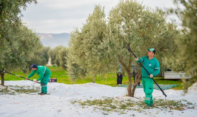 Muğla'da Milas Belediyesi zeytin hasadına başladı