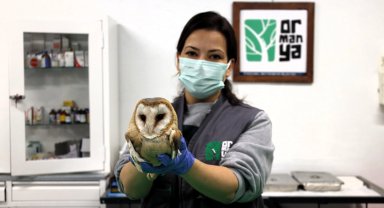 Ormanya yaban hayvanlarına umut oluyor