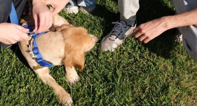 "Pati İzi" sokak hayvanlarına umut oluyor