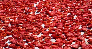 Şifa deposu kuru domates ihracatta dünya ikincisi