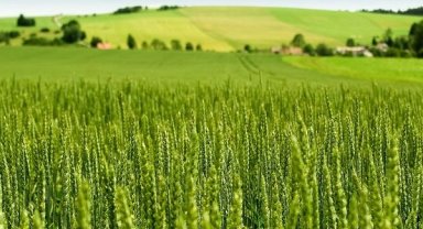 Tarım-ÜFE yıllık yüzde 45,40 arttı! Tek yıllık bitkisel ürünlerde sert fiyat artışı