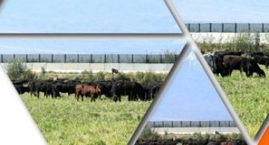 TİGEM'den 'Kırsalda Bereket Hayvancılığa Destek Projesi' için yeni duyuru