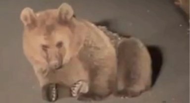 Yaralı bozayı Kars'ta tedavi altında