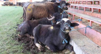 Yok oluyordu, şimdi hayat buluyor!