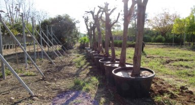 Adana'da kavşak çalışmalarında ağaçlara hassas dokunuş