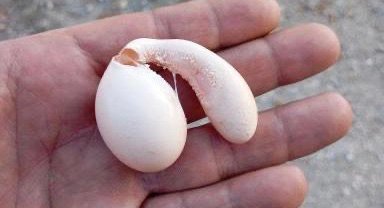 Adıyaman'da tavuğun yumurtası şaşırttı!