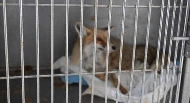 Adıyaman'da yaralı tilki doğaya kavuştu