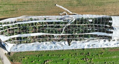 Antalya Büyükşehir'den hortum felaketinde çiftçiye destek