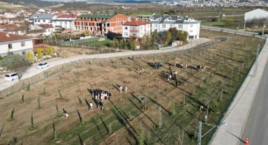 Bursa İnegöl'de 572 fidanlı koruluk Akhisar'a nefes oldu