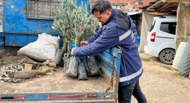 Eskişehir Büyükşehir'den üreticiye zeytin fidanı desteği