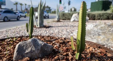 İzmir'in çehresi su tasarruflu bitkilerle güzelleşiyor