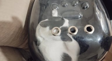 Kayseri Büyükşehir 'Tofu'yu kurtardı