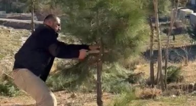 Mardin Artuklu'da muhtar kendi elleriyle ağaçları budadı