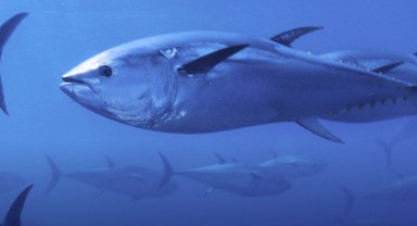 Mavi yüzgeçli orkinos kotası yüzde 20 arttı!