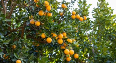 Mersin Kan Portakalı coğrafi işaret tescili aldı