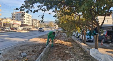 Muğla Milas'ın dört bir yanı yeşile bürünüyor