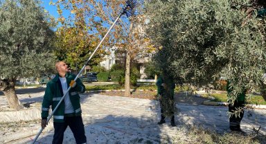 Muğla Milas'ın yeşil alanlarda zeytin hasadına devam ediyor