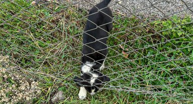 Sakarya'da 11 metrelik çukurdan sağ salim kurtarıldı