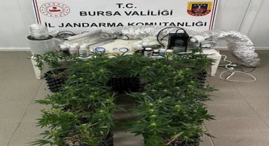 Bursa İnegöl'de evde esrar üretimine Jandarma baskını