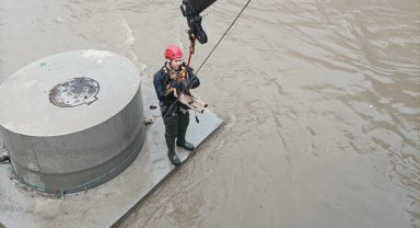 Derede köpek kurtarma operasyonu