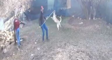 Elmalı'da köpek götürülme görüntüleri tepki çekti