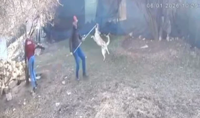 Elmalı'da köpek götürülme görüntüleri tepki çekti