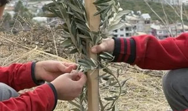 Geleceğe yeşil miras... Okul bahçeleri zeytin bahçelerine dönüşüyor