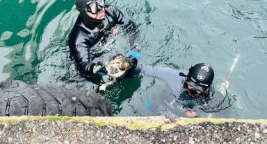İzmir'de iskele altında sıkışan kediyi itfaiye kurtardı