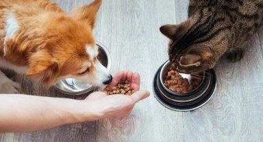 Kedi-köpek maması sektörü ihracatını 11 yılda 33 kat artırdı