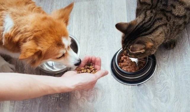 Kedi-köpek maması sektörü ihracatını 11 yılda 33 kat artırdı