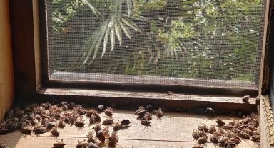 Sakaryalı akademisyenin feromonu esarete 'ilaç' oldu... Binlerce kokarcanın istila kabusunu TUTSAK'la bitirdi