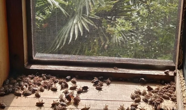 Sakaryalı akademisyenin feromonu esarete 'ilaç' oldu... Binlerce kokarcanın istila kabusunu TUTSAK'la bitirdi