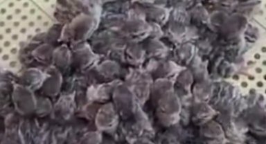 Yılın ilk keklik yavruları yumurtadan çıktı