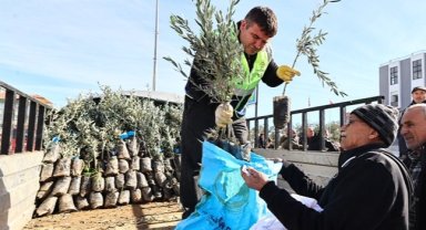 Denizli'de üreticiye zeytin fidanı desteği