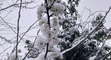 Düzce Kaynaşlı'da erken çiçek açan erik ağacına beyaz örtü!