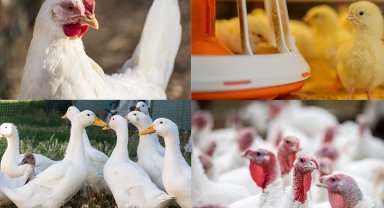 Kanatlı işletmelerinde biyogüvenlik kuralları güncellendi