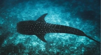 Maldivler ikonik balina köpek balıklarını korumak için Tech4Nature projesini başlattı