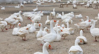 Ordu'da kaz yetiştiriciliği büyüyor