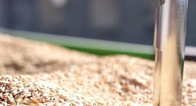 TMO'da çeltik alımları sürüyor