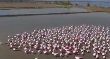 Aydın Söke'de flamingolar ve yaban kuşları için doğaya yardım