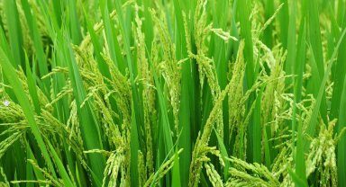 Edirne'de 2026 çeltik ekim başvuruları başladı