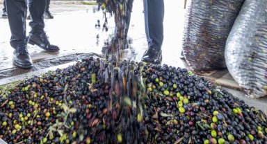 İzmir zeytini için dev adım... Zeytin ve zeytinyağı markalaşma yolunda