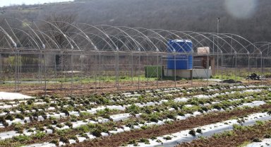 Kocaeli İzmit Belediyesi sebze serası kuruyor
