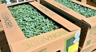 Manisa Gördes'te üreticinin yüzü güldü... Fideler bereketli toprakla buluşuyor