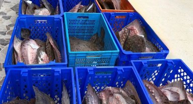 Yasadışı kalkan avcılığına müdahale! 169 balık Darülaceze'ye teslim edildi