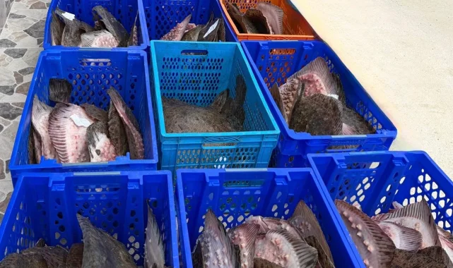 Yasadışı kalkan avcılığına müdahale! 169 balık Darülaceze'ye teslim edildi