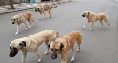 Yozgat'ta sahipli hayvanlara mikroçip zorunluluğu başladı