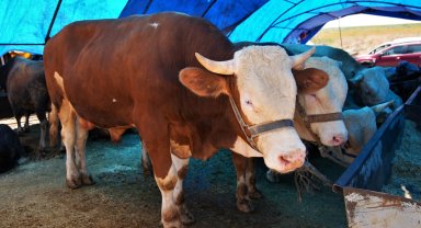 Ankara Keçiören'de kurban satış alanı başvuruları başlıyor