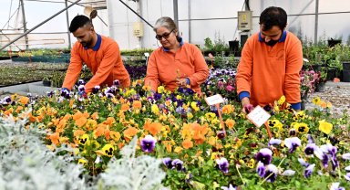 Antalya Muratpaşa'da 130 bin dal çiçek yetiştiriliyor